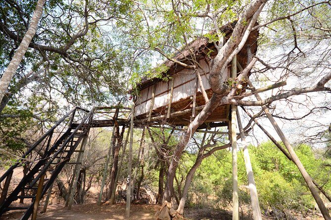 5 Day Lodge and Treehouse Kruger National Park Safari - Day 2: sunrise bush walk, brunch break, and treehouse life at Marc’s