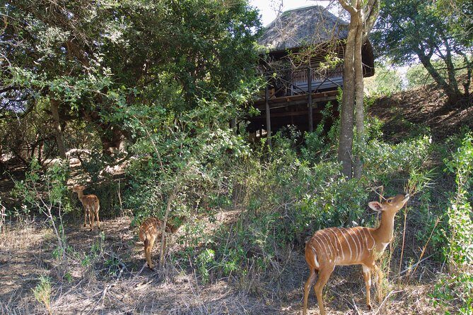5 Day Lodge and Treehouse Kruger National Park Safari - Day 1 in Balule: the first sunset drive and a true night shift