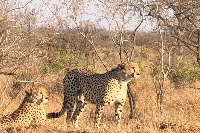 5 Day Ultimate Kruger National Park Budget Accommodation - Matsamo Cultural Village: Swazi culture, drums, and a guided village visit