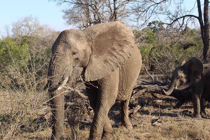 5 Day Ultimate Kruger National Park Budget Accommodation - Price and logistics: what you’re really paying for near $1,247