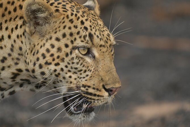 5 Day Wildlife Photographic Safari - Kruger National Park - B1 Photo Safaris - Key highlights to know before you go