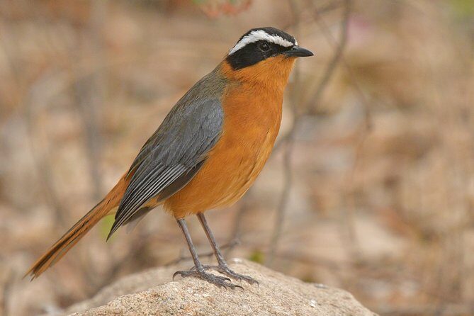 5 Day Wildlife Photographic Safari - Kruger National Park - B1 Photo Safaris - Skukuza and two-camp stays: how you cover more ground
