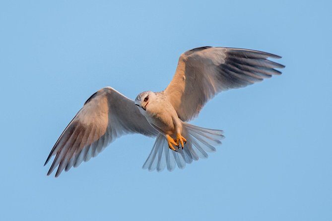 5 Day Wildlife Photographic Safari - Kruger National Park - B1 Photo Safaris - Days 2 through 5: multiple drives, two camps, and repeat chances that matter