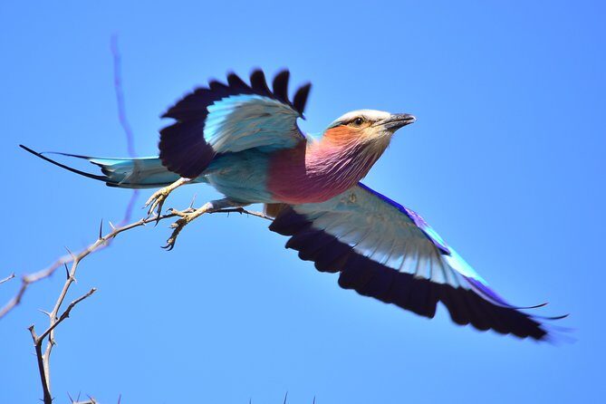 5 Day Wildlife Photographic Safari - Kruger National Park - B1 Photo Safaris - Included vs not included: what you’re paying for (and what to budget)