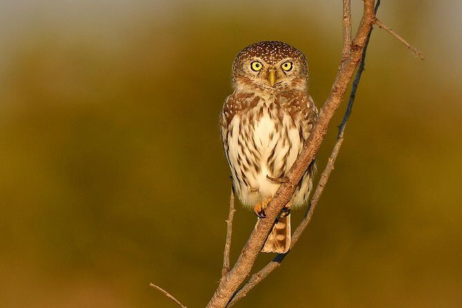 5 Day Wildlife Photographic Safari - Kruger National Park - B1 Photo Safaris - Lens rentals and extra gear: how to handle it without stress