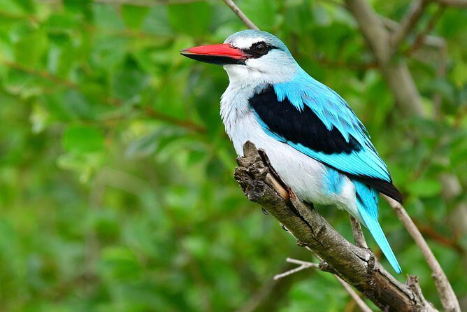 5 Day Wildlife Photographic Safari - Kruger National Park - B1 Photo Safaris - Your photo team: two guides onboard (and why it’s a big deal)