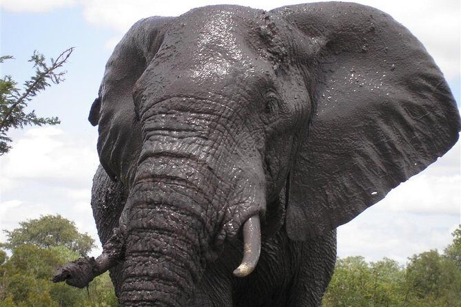 5Days Blyde River Canyon and Kruger National Park Overnight Tour and Safaris - Who should book this Kruger and Blyde River Canyon combo