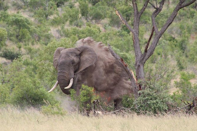 5Days Blyde River Canyon and Kruger National Park Overnight Tour and Safaris - Entering Kruger: size, wildlife odds, and why the guide plan matters
