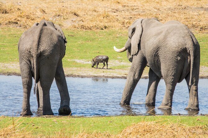 6 Hour Pilanesberg Open Vehicle Safari from Johannesburg - Key things to know before you go