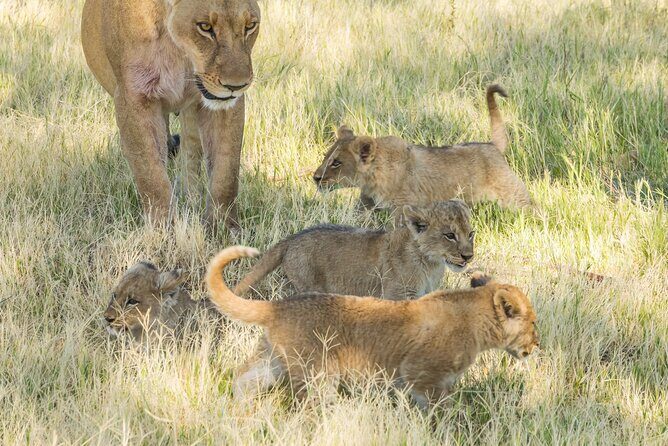 6 Hour Pilanesberg Open Vehicle Safari from Johannesburg - Pilanesberg’s crater setup makes this day tour work