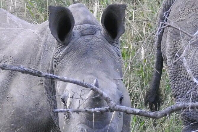 6 Hour Pilanesberg Open Vehicle Safari from Johannesburg - Stop 3: The return to Johannesburg