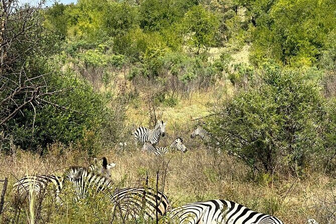 6 Hour Pilanesberg Open Vehicle Safari from Johannesburg - What’s included in the price of $201.60 (and what it’s really buying)