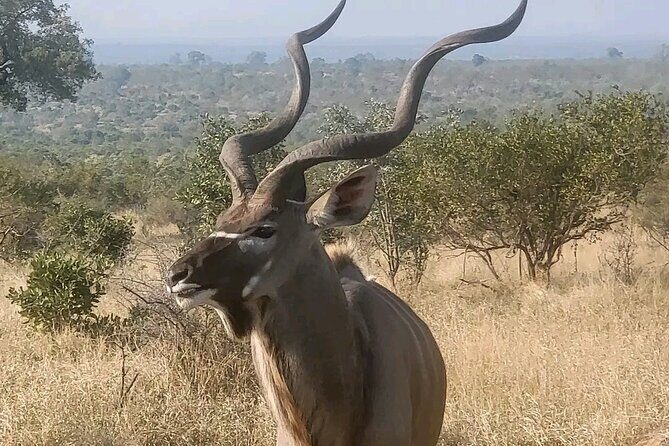 6 Hour Pilanesberg Open Vehicle Safari from Johannesburg - Who this safari day tour is best for