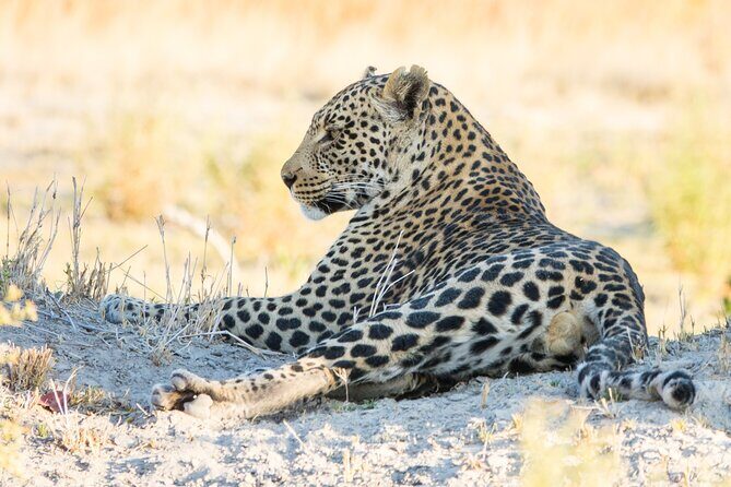 6 Hour Pilanesberg Open Vehicle Safari from Johannesburg - The 6:00 am Johannesburg pickup: convenience with a catch