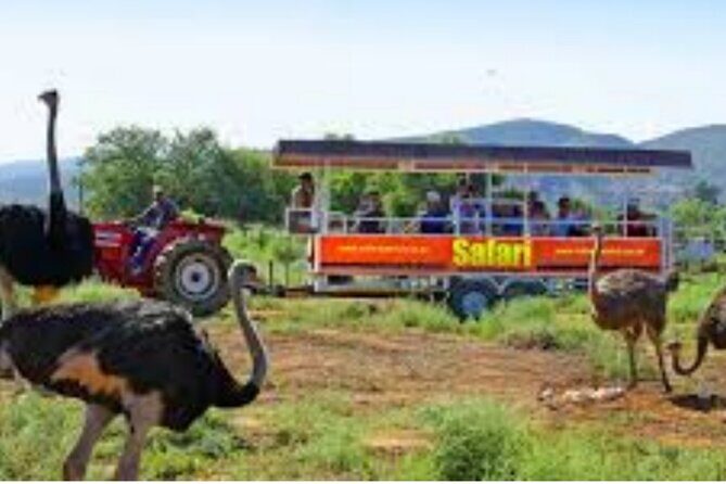 7- 10 Days Tour Package Cape Town and Garden Route - Day 7: Aloe Factory Coffee in Albertinia and Your Cape Town Finish