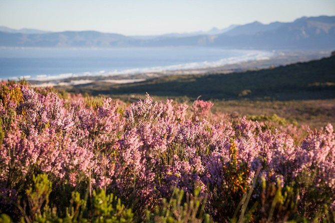 7-day Cape Town, Winelands, Garden Route and Addo National Park - Day 3: Grabouw farm stalls, Route 62 road time, and Cango Caves below-ground magic