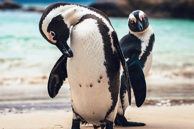 7-day Cape Town, Winelands, Garden Route and Addo National Park - Day 2: Table Mountain by aerial cableway, Constantia wine, Cape Point, and Boulders penguins