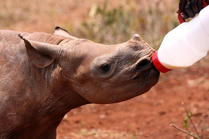 7 Day Classic Kruger National Park Safari - Key highlights you’ll feel on the ground