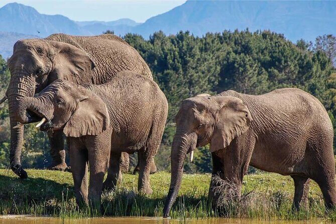7-Day Garden Route Safari Adventure from Cape Town - Key things to know before you go
