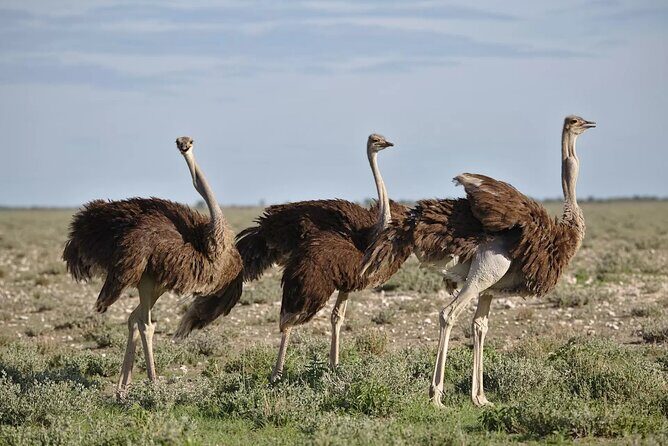 7-Day Garden Route Safari Adventure from Cape Town - Trading Cape Town traffic for a real coastline start: Wilderness to Garden Route momentum