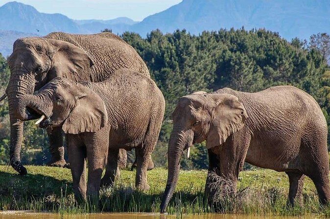 7-Day Garden Route Safari Adventure from Cape Town - Tsitsikamma Falls adrenaline: zipline, Bloukrans bungee, and quad biking in one hit