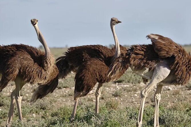 7-Day Garden Route Safari Adventure from Cape Town - Half Collared Kingfisher trail, the Map of Africa, and Kaaimans River time