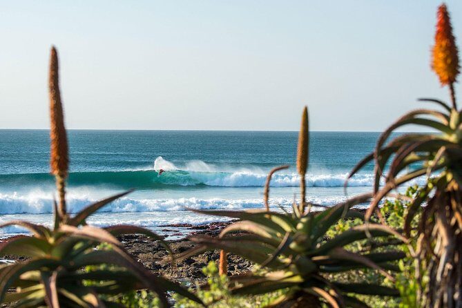 7 Day Garden Route to Addo, Cape Point and Winelands Combo tour - Day 1: Cape Town to Route 62 Wine Tasting, Then Oudtshoorn and Ostrich Country