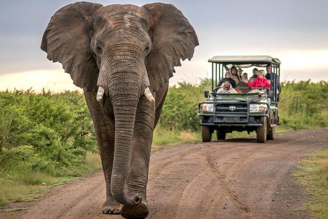 7 Day Garden Route to Addo, Cape Point and Winelands Combo tour - Day 3: Addo Elephant National Park Morning Drive + Afternoon J-Bay Choices