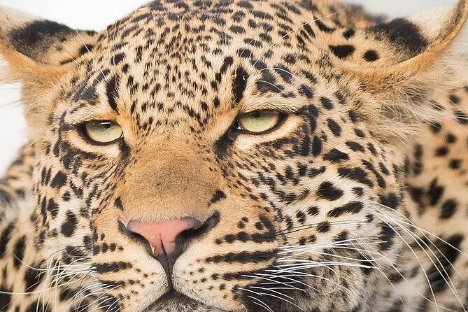 9 day Luxury Kruger Park Safari & Cape Town Tour - Key highlights you’ll actually feel on the ground