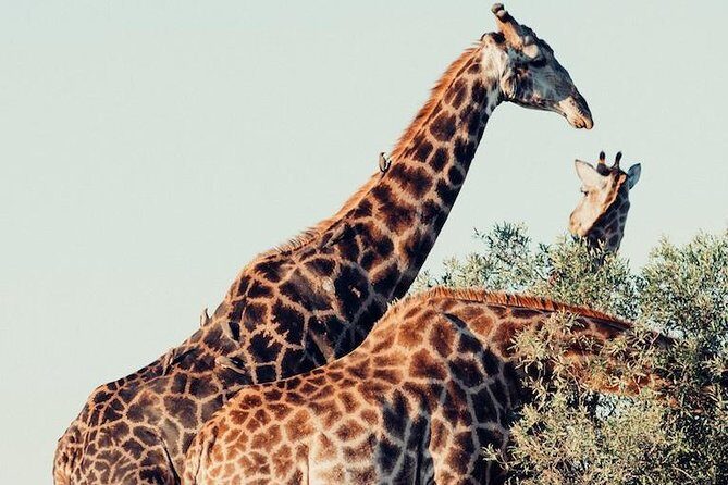 9 day Luxury Kruger Park Safari & Cape Town Tour - Why this Kruger and Cape Town pairing makes sense