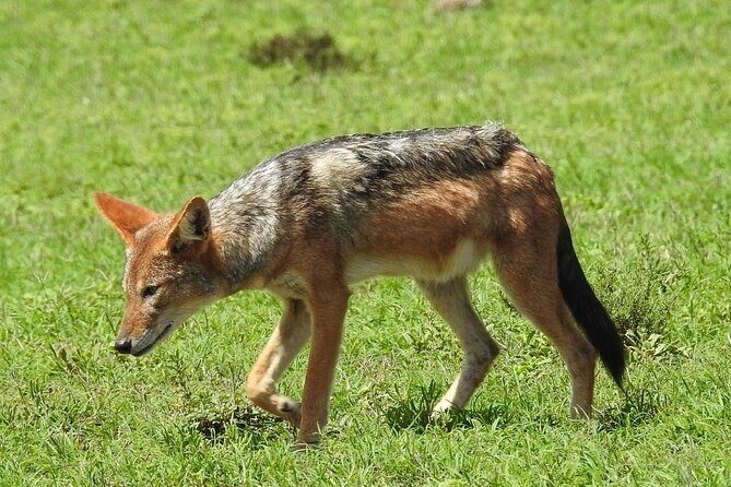 9 day Luxury Kruger Park Safari & Cape Town Tour - Kruger day two: best Big Five odds plus downtime between drives