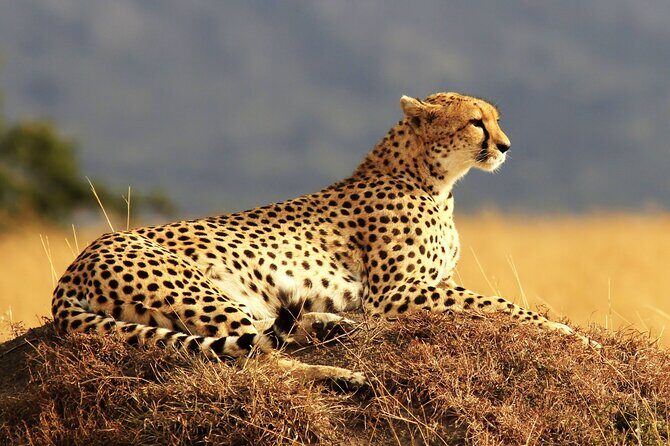 9 day Luxury Kruger Park Safari & Cape Town Tour - Optional Kruger early morning and the Eswatini add-on on day five