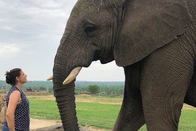 90-minute Elephant Watching Experience in Hoedspruit - Key things I’d prioritize before you go