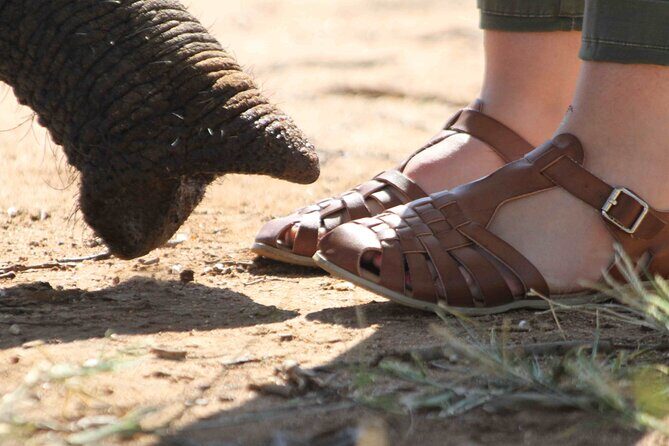 90-minute Elephant Watching Experience in Hoedspruit - Entering the day at 6:30 a.m. in Kapama