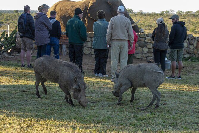 90-minute Elephant Watching Experience in Hoedspruit - Souvenirs and giving back via the HERD Trust