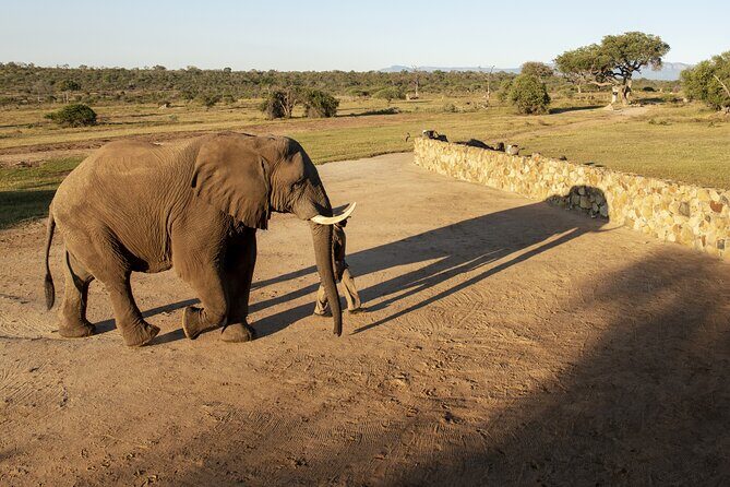 90-minute Elephant Watching Experience in Hoedspruit - Price and value: is $76.19 a good use of your time?