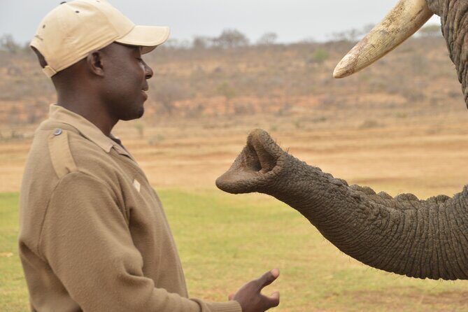 90-minute Elephant Watching Experience in Hoedspruit - The 90 minutes at the Jabulani stables: what happens in order