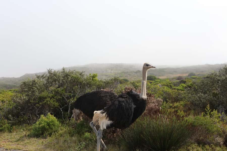 A Curious Adventure through Chapman’s Peak Drive: Cape Point - Chapman’s Peak Drive: the ocean road you’ll want to rewatch