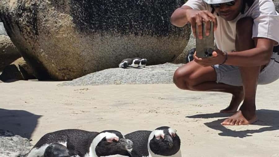 A Curious Adventure through Chapman’s Peak Drive: Cape Point - Boulders Beach: penguin viewing that feels real