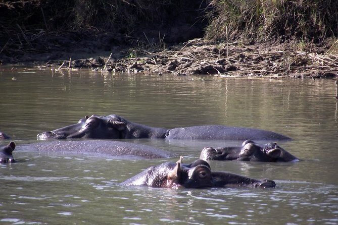 A Full Day Safari Tour to the Hluhluwe Imfolozi Big 5 Game Reserve - 6:00 AM Pickup and the Road Into Safari Mode