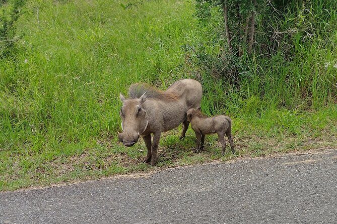 A Full Day Safari Tour to the Hluhluwe Imfolozi Big 5 Game Reserve - Big Five Odds, Plus the Extras That Make the Day Feel Worth It