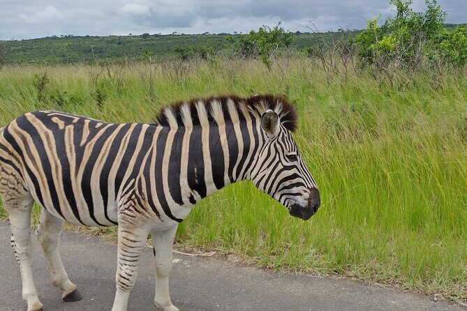 A Full Day Safari Tour to the Hluhluwe Imfolozi Big 5 Game Reserve - The Private Guide Advantage: Better Chances and Better Stories