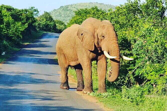 A Full Day Safari Tour to the Hluhluwe Imfolozi Big 5 Game Reserve - Timing, Comfort, and Photo Tips for a Full Day on the Road