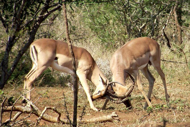 A Full Day Safari Tour to the Hluhluwe Imfolozi Big 5 Game Reserve - Six Hours in the Reserve: What “Time on the Wildlife Routes” Means