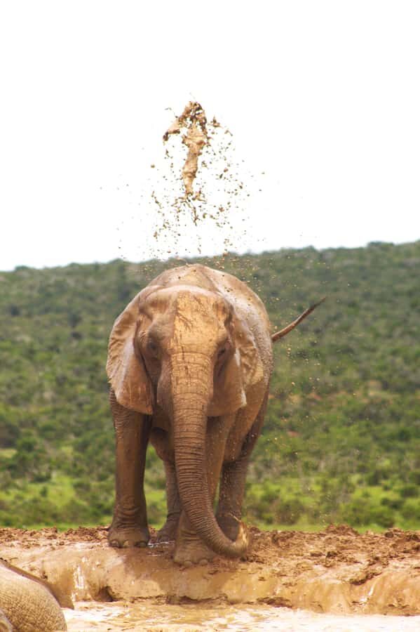 Addo big 5 tour - Key takeaways before you go