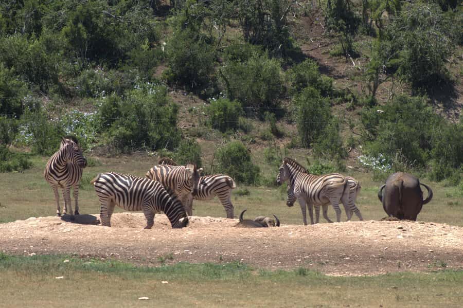 Addo big 5 tour - Port Elizabeth pickup to Addo: the part that makes the day easy