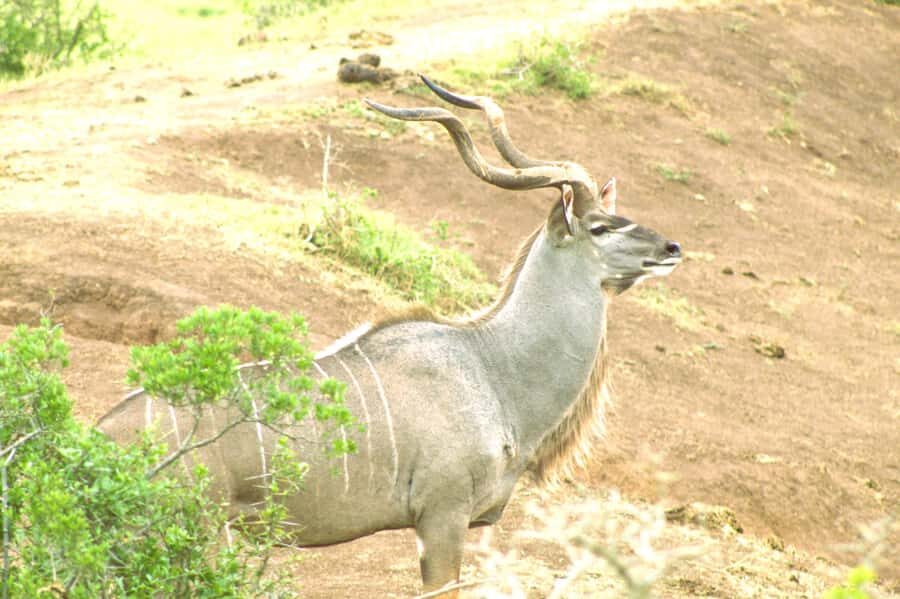 Addo big 5 tour - Big Five-style wildlife viewing: what you can realistically expect