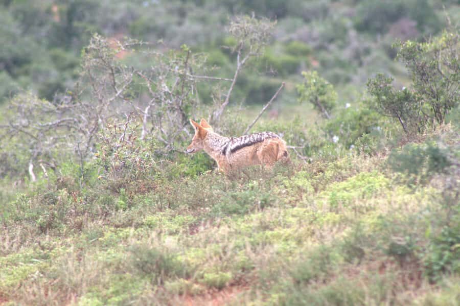 Addo big 5 tour - Comfort, closeness, and your photo strategy in the park