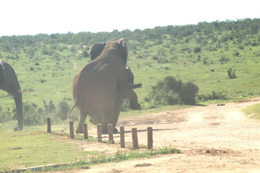 Addo big 5 tour - Price and value: is $137 a fair deal for Addo?