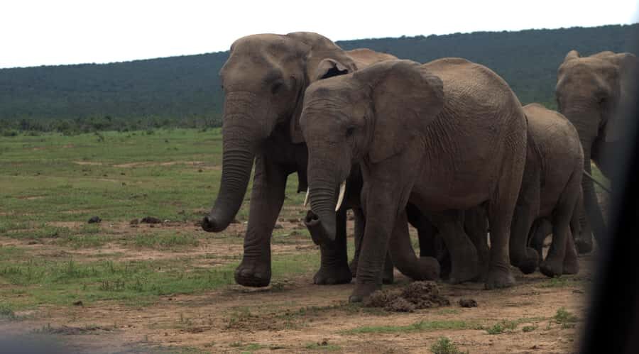 Addo big 5 tour - Should you book Nama Tours for Addo?